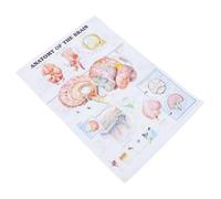 Affiche Anatomique du Cerveau Humain, Tableau Pédagogique Clair pour École