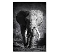 Affiche animaux elephanteau noir et blanc - 40x60cm - made in France