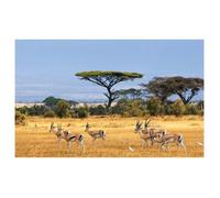 Affiche animaux gazelles dans la savane - 60x40cm - made in France