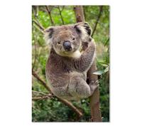 Affiche animaux koala suspendu à sa branche - 40x60cm - made in France