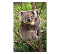 Affiche Animaux Koala Suspendu à sa Branche - 40x60cm - Made in France - Made in France - 40x60