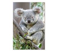 Affiche animaux portrait de koala australie - 40x60cm - made in France