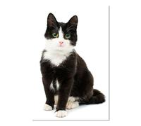 Affiche animaux shooting chat noir et blanc - 40x60cm - made in France