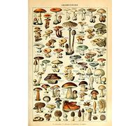 Affiche Champignons Tirage d'Art Impression d'Art Tableau d'Identification des Illustration Botanique Vintage Décoration Murale Éducative