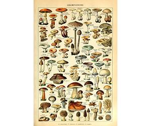 Affiche Champignons Tirage d'Art Impression d'Art Tableau d'Identification des Illustration Botanique Vintage Décoration Murale Éducative