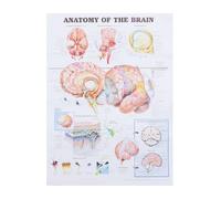 Affiche D’anatomie Humaine, Poster Osseux en Toile pour Bureau | Support Visuel Pédagogique, Toile Solide, pour Étude à Domicile et Professionnels