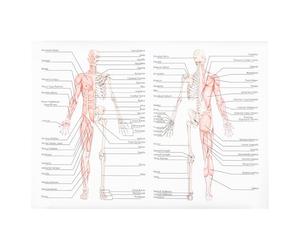 Affiche D’anatomie Humaine Squelette Muscles, Poster Éducatif Mural | Tissu Soie 50x70cm, Écriture Nette, pour École, Centre Médical, Enseignants et Soignants