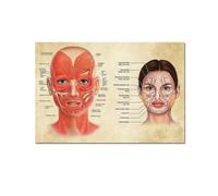 Affiche d'anatomie du Visage Muscles et veines du Visage Beauté de la Peau Massage Plastique Affiche sur Toile éducative médicale Décoration Murale - 50X70cm sans Cadre