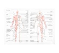 Affiche D'anatomie Humaine Squelette Muscles 1 Pièce 89 Soie 50x70 Cm