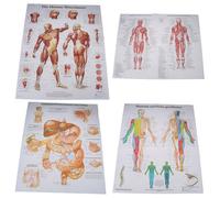 Affiche D'art D'anatomie Humaine, Système Musculaire, Carte Corporelle Imprimée, Peinture Sur Soie, Images Murales Pour L'éducation Médicale, Carte De Massage À L'hôpital