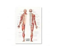 Affiche de Musculation Musculaire Humaine française Anatomie Art Mural Impressions sur Toile Peinture Images éducation médicale décoration de Bureau de médecin - 50 x 70 cm sans Cadre