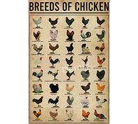 Affiche de races de poules - Peinture en fer blanc - Décoration murale vintage rétro - Plaque d'avertissement amusante pour la ferme et le pâturage - 30,5 x 40,6 cm
