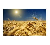 Affiche deco champs de blé couchant - 60x40cm - made in France