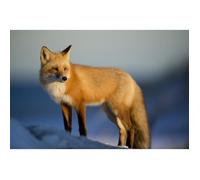 Affiche Décoration Murale - FABULOUS - Beau Renard Neige - 61cm x 92cm - Haute Définition - Résistante aux UV