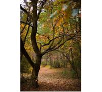 Affiche Décoration Murale - FABULOUS BIJOUX - Forêt D'Automne - 42cm x 63cm - Multicolore - Papier Brillant