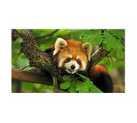 Affiche Décoration Murale - FABULOUS - Panda Roux - 30x42cm - Haute Définition - Résistante aux UV