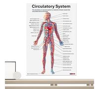Affiche Du Système Musculaire - Tableau Mural De L'anatomie Humaine - Graphiques Muraux De L'école Secondaire De L'éducation Physique | Tableaux Anatomiques Complets Pour Les Études À Domicile, Les So