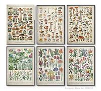 Affiche éDucative Botanique à Base De Plantes Fleur Champignon Vintage Murale Art Plante Toile Tableau Peinture Maison Cuisine Decoration Tableaux 30x40cmx6 Sans Cadre