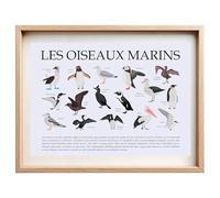 Affiche Éducative sur les Oiseaux Marins - Illustrations et Descriptions | Décoration Murale Pédagogique pour Chambre d’Enfant, École ou Bureau | Cadeau pour Amoureux de la Nature et des Animaux