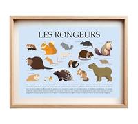 Affiche Éducative sur les Rongeurs - Illustrations et Descriptions | Décoration Murale Ludique et Pédagogique pour Chambre d’Enfant, École ou Bureau | Cadeau pour Amoureux des Animaux