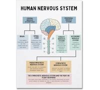 Affiche murale en métal avec inscription « The Human Nervous System », « Fight or Flight Response », anatomie du cerveau humain, fonction cérébrale pour chambre d'adolescent et d'enfant, 20,3 x 30,5