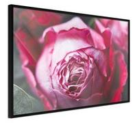 Poster et affiche - Blooming Rose - 60x40 (15270)