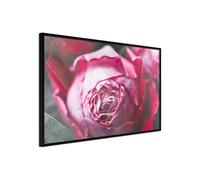 Poster et affiche - Blooming Rose - 90x60 (15276)