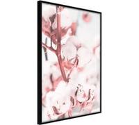Poster et affiche - Cotton Flowers - 20x30 Artgeist (17988) NOIR