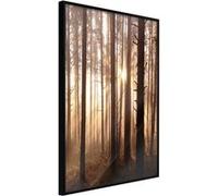 Poster et affiche - Morning in the Forest - 20x30 Artgeist (27246) NOIR