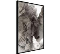 Affiche Murale Encadrée Predatory Couple 30 x 42 cm Noir NOIR G