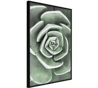 Poster et affiche - Robust Plant - 20x30 Artgeist (31296) NOIR