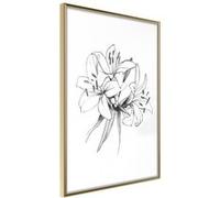 Image encadrée Artgeist Poster et affiche - Sketch of Lillies - 20x30 (32432)
