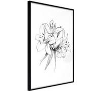 Poster et affiche - Sketch of Lillies - 30x45 Artgeist (32436) NOIR