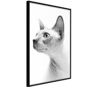 Affiche Murale Encadrée "Sphinx" 21 x 30 cm Noir Multicolore G