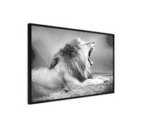 Poster et affiche - Yawning Lion - 60x40 (37500)