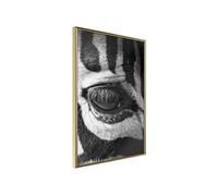 Affiche Murale Encadrée Zebra Is Watching You 30 x 42 cm Or