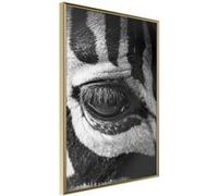 Affiche Murale Encadrée Zebra Is Watching You 30 x 42 cm Or