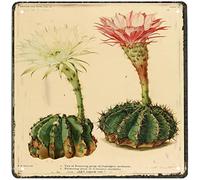 Affiche murale vintage en métal - Cactus fleurs botaniques - Illustration botanique pour la maison, le jardin, les bars, les restaurants, les cafés, les bureaux, les pubs, les clubs, 30,5 x 30,5 cm