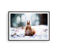Affiche Poster 100x70cm Tableaux Image Photo Écureuil hiver neige nourriture Art