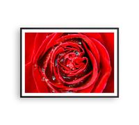 Affiche Poster 100x70cm Tableaux Image Photo Rose fleur pétales rosée Wall Art