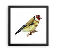 Affiche Poster 30x30cm Tableaux Image Photo Chardonneret Oiseau Aquarelle Art