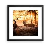 Affiche Poster 30x30cm Tableaux Image Photo Deer bruyère animaux Wall Art