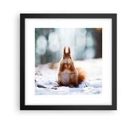 Affiche Poster 30x30cm Tableaux Image Photo Écureuil hiver neige nourriture Art
