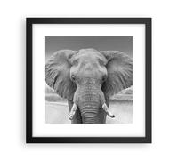 Affiche Poster 30x30cm Tableaux Image Photo Éléphant Afrique Des Animaux Art