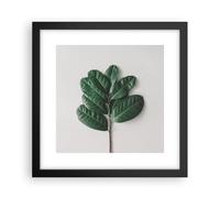 Affiche Poster 30x30cm Tableaux Image Photo Feuilles Plantes Botanique Wall Art