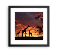 Affiche Poster 30x30cm Tableaux Image Photo Girafe Afrique Soleil Safari Art