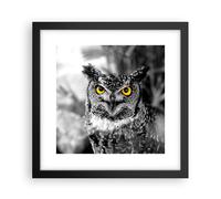 Affiche Poster 30x30cm Tableaux Image Photo Hibou oiseau nature Wall Art