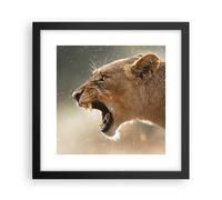 Affiche Poster 30x30cm Tableaux Image Photo Lion Lionne Crocs Wall Art