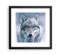Affiche Poster 30x30cm Tableaux Image Photo Loup Prédateur Wildness Wall Art