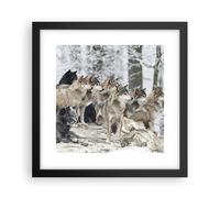 Affiche Poster 30x30cm Tableaux Image Photo Meute Loups Hiver Wall Art
